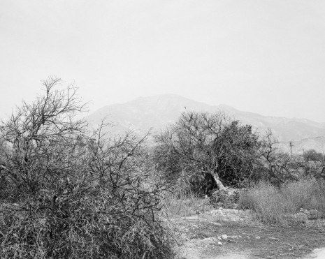 Robert Adams, Defoliated and bulldozed orchard. Highland, California, 1982-83, Matthew Marks Gallery